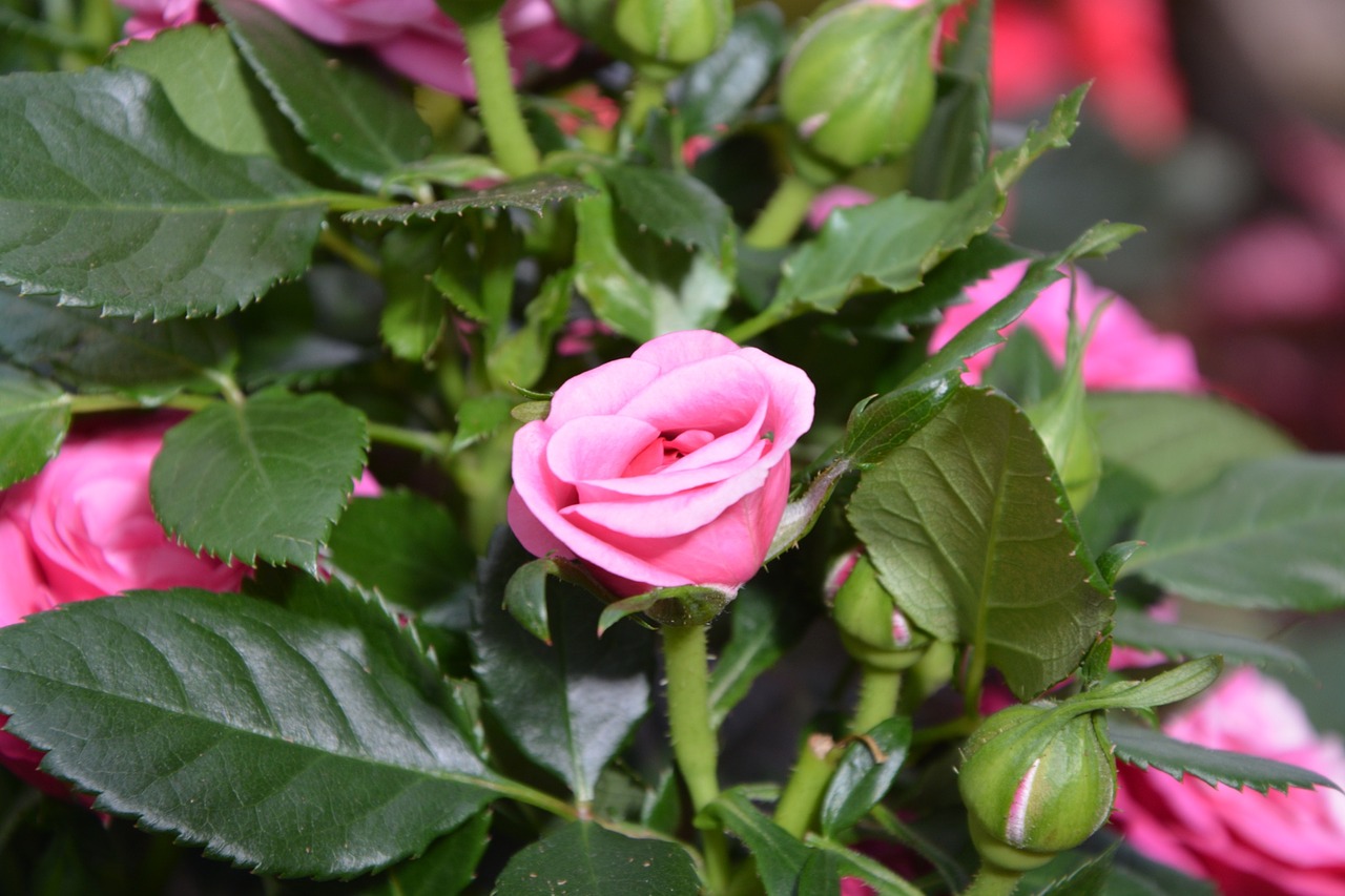 pink flower pink offer free photo