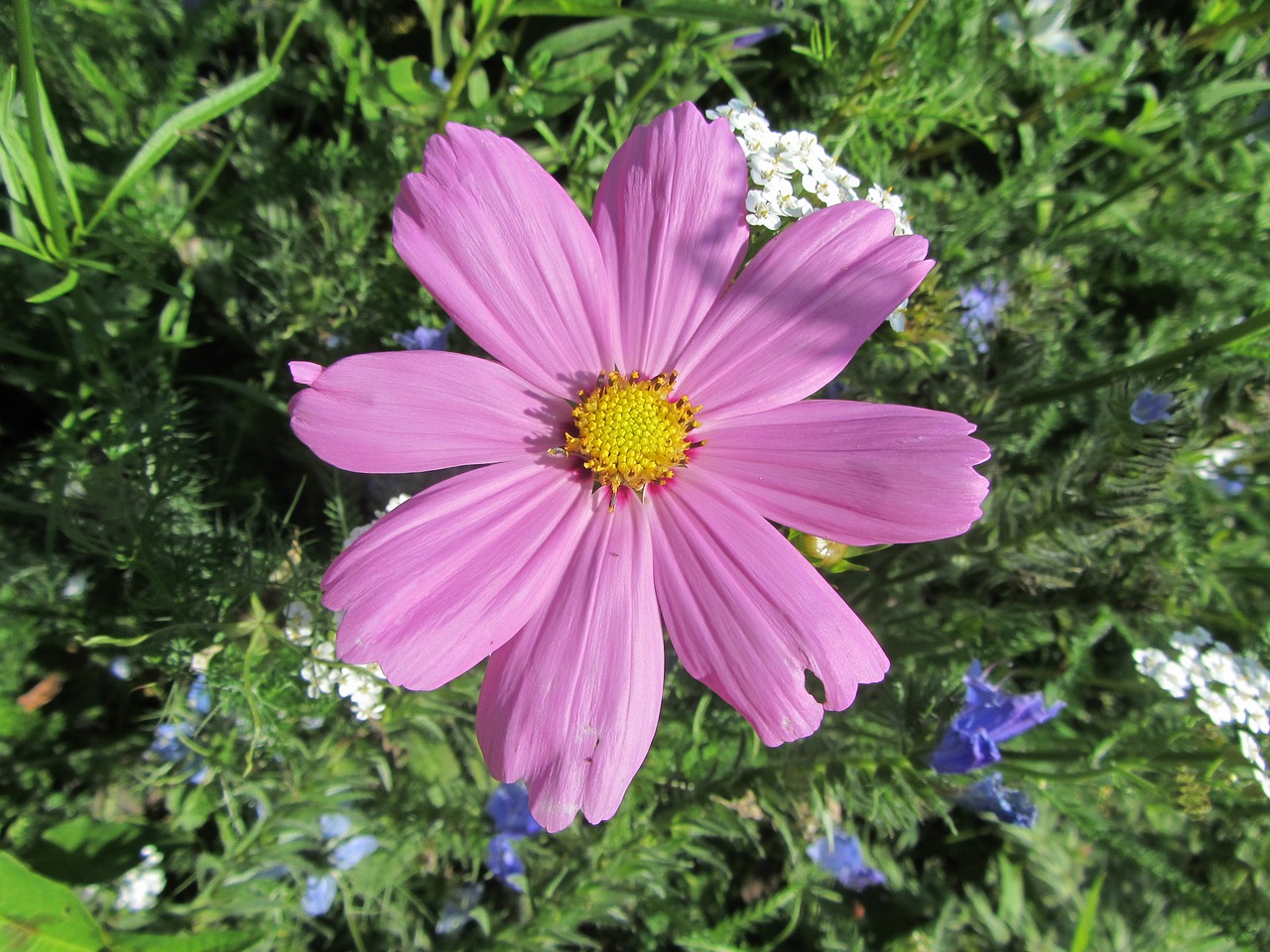 pink flower nature garden free photo