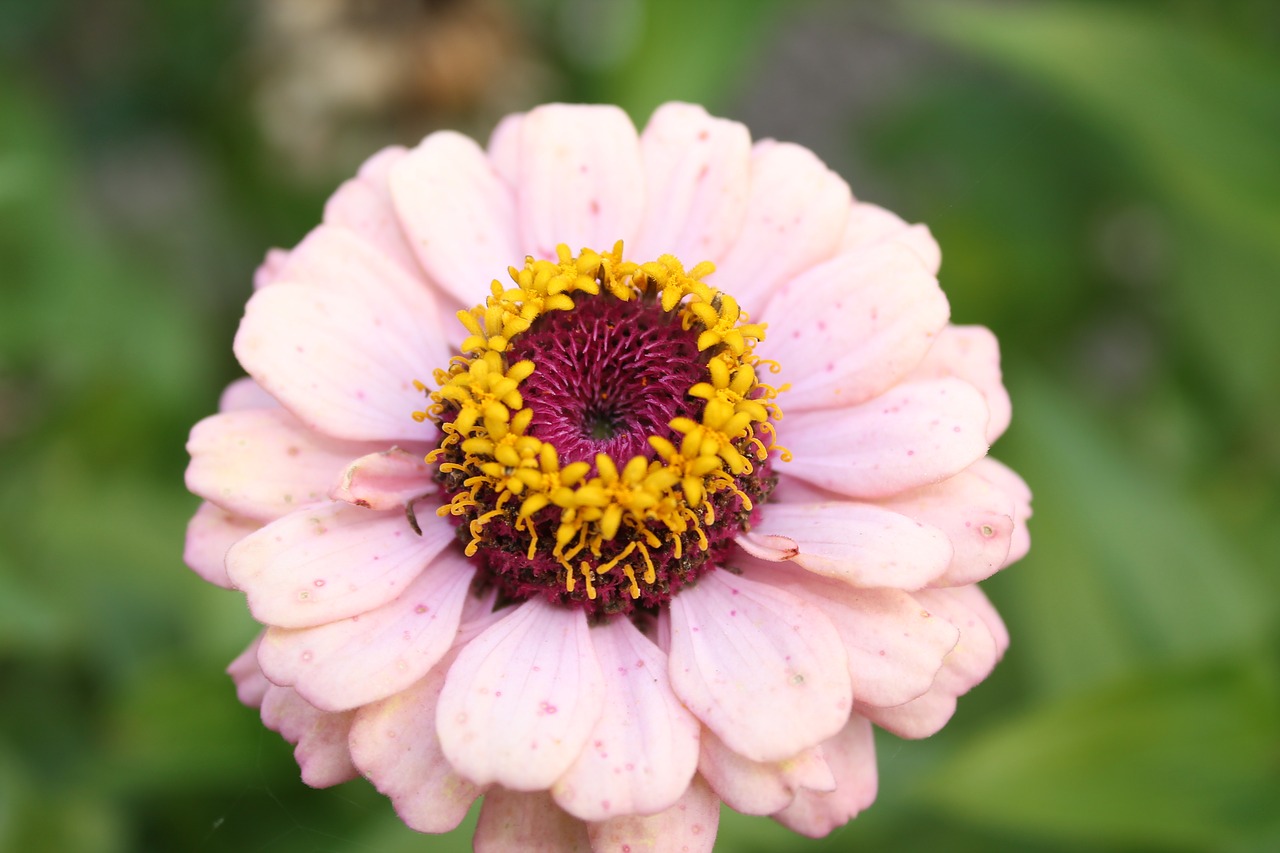 pink flower close pink flowers free photo