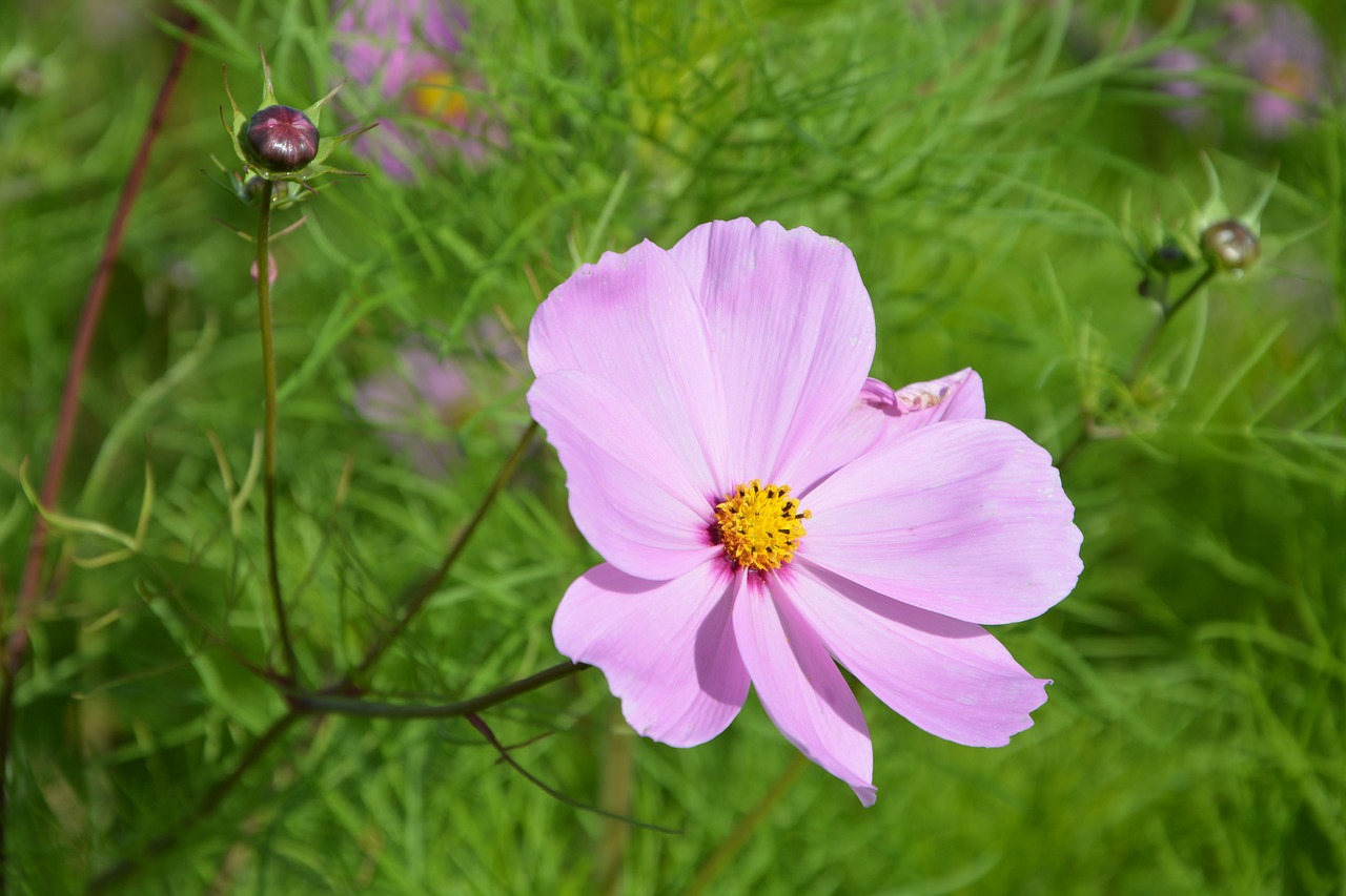 pink flower nature garden free photo