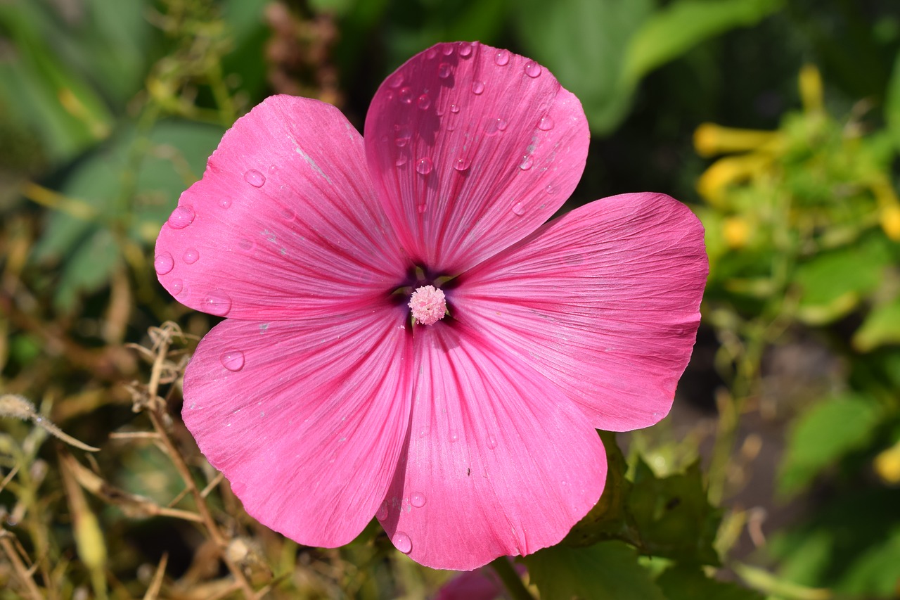 pink flower garden summer free photo