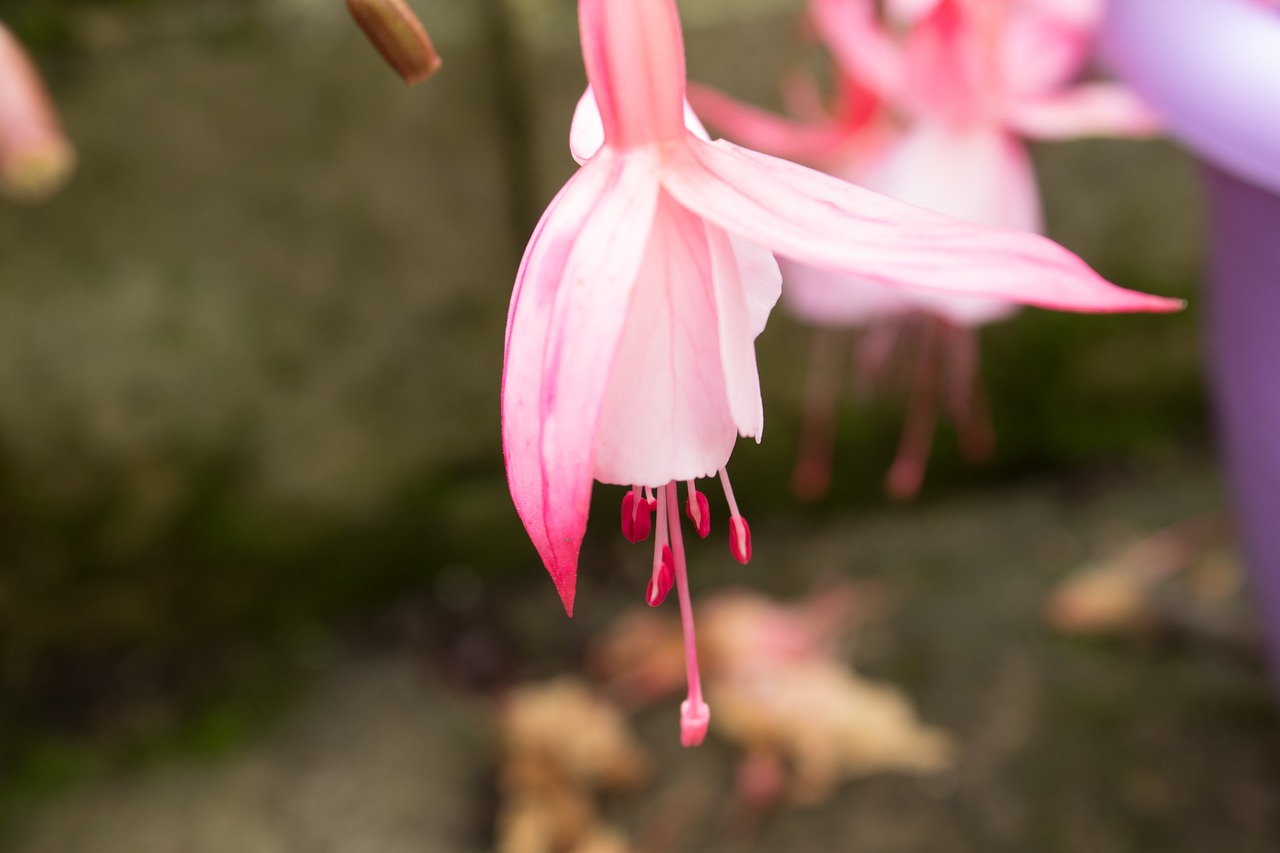 pink flower bright pink stamens free photo