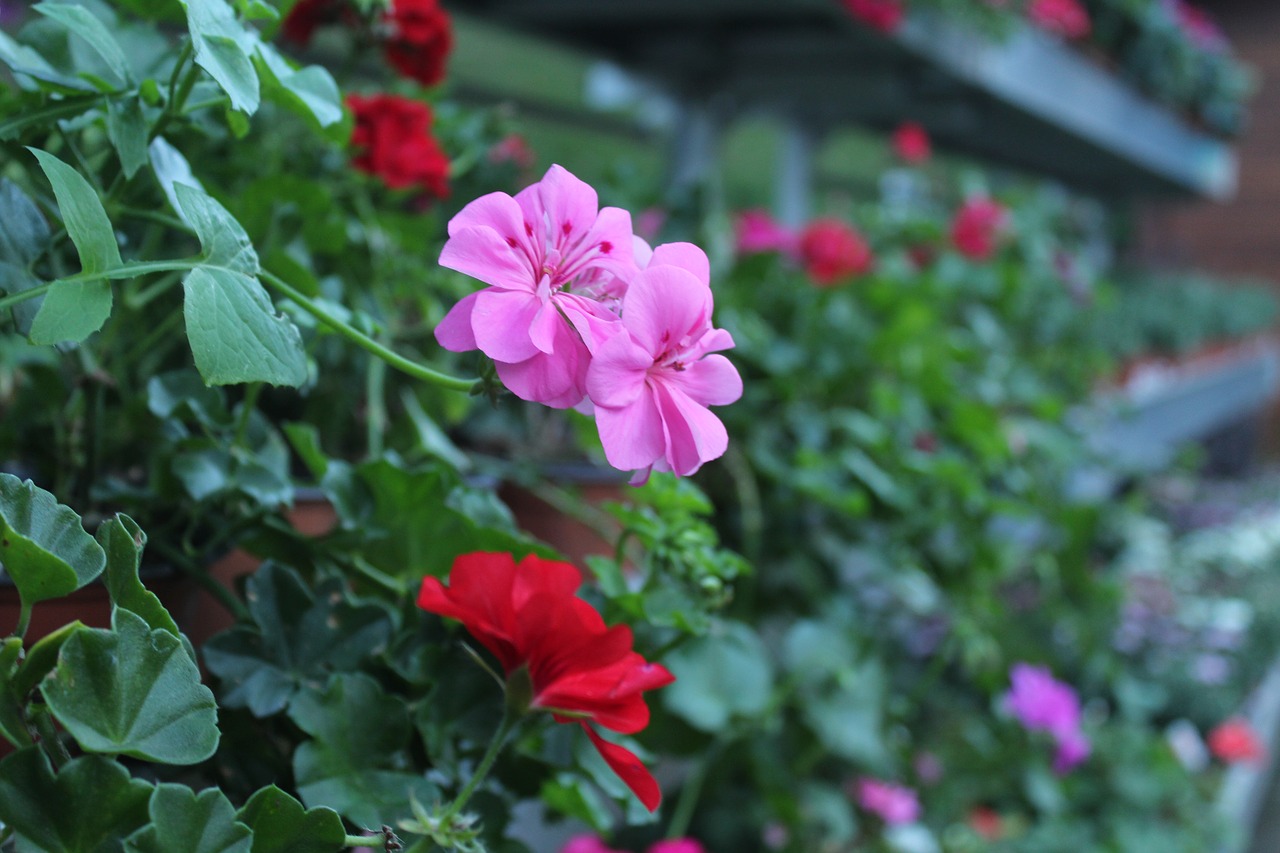 pink flower red flower spring flowers free photo