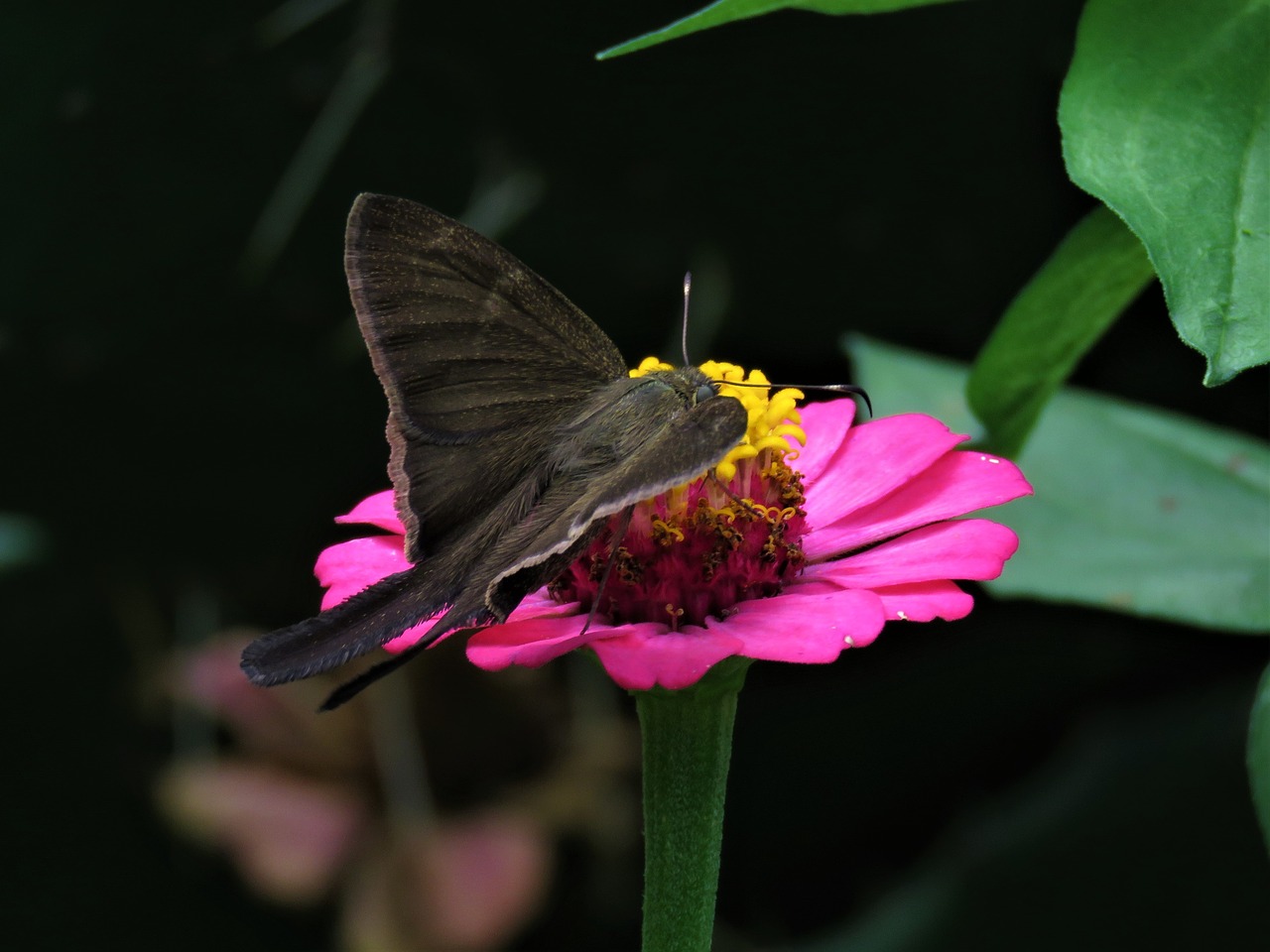 pink flower butterfly tropical garden free photo