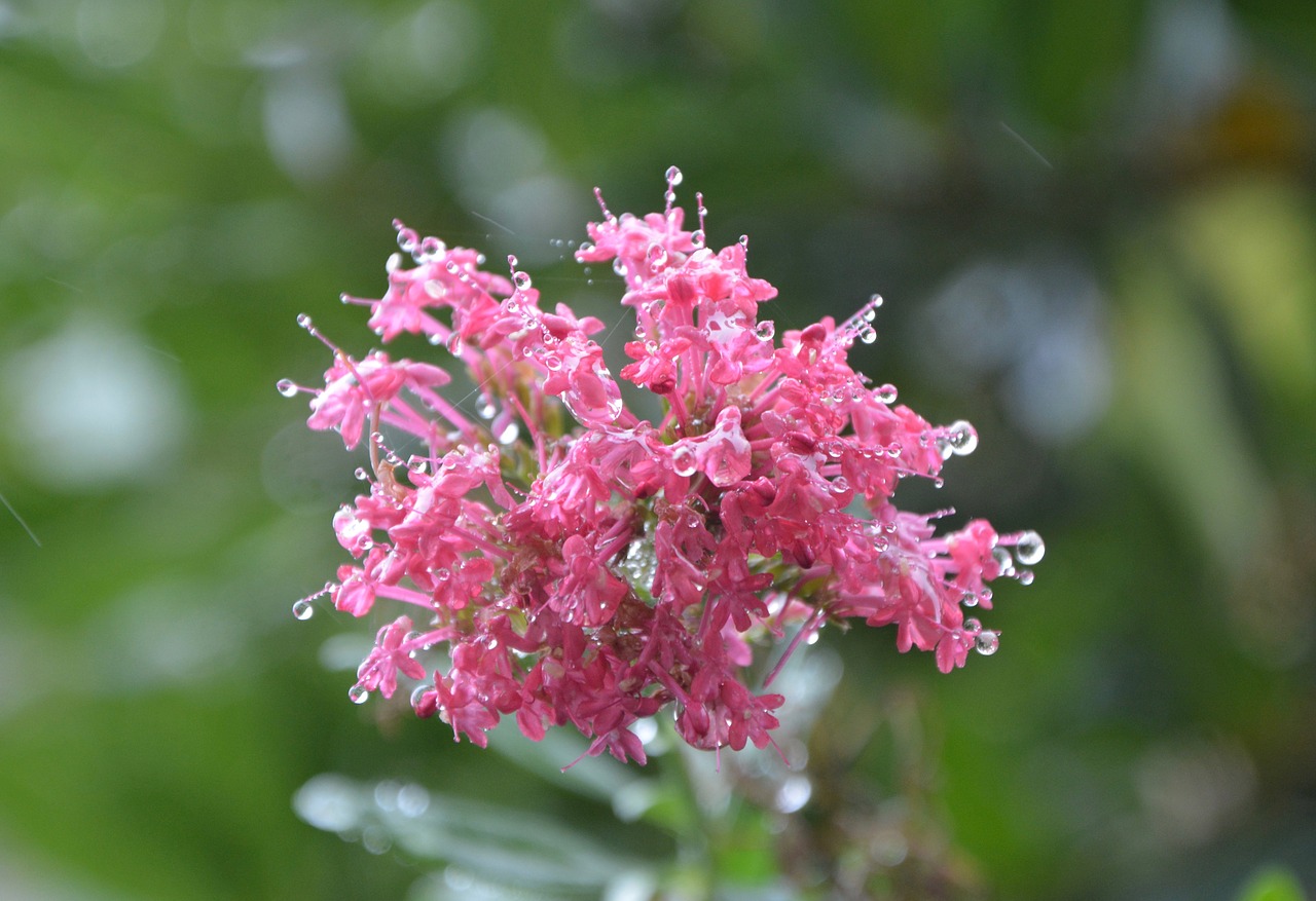 pink flower plant flowers free photo