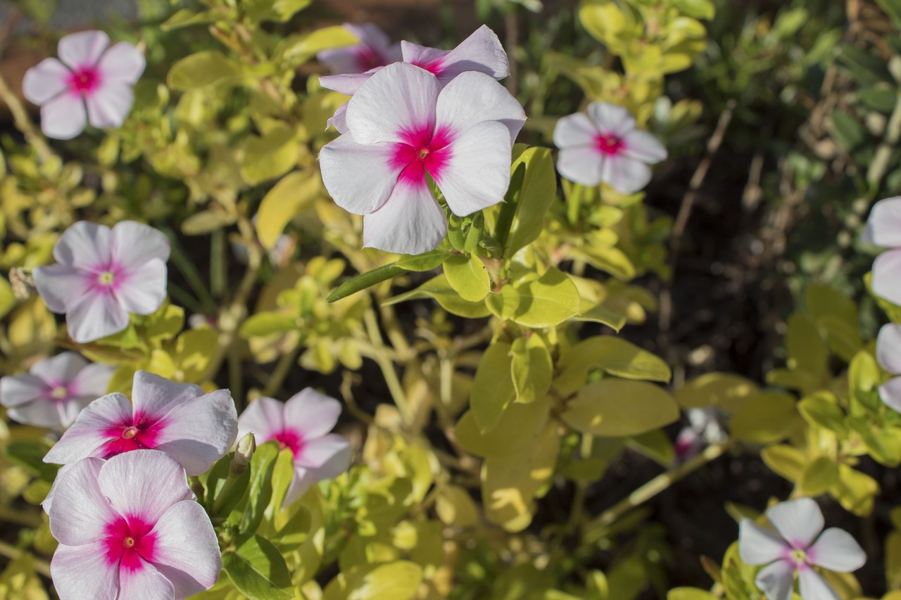 pink flower floral colors free photo