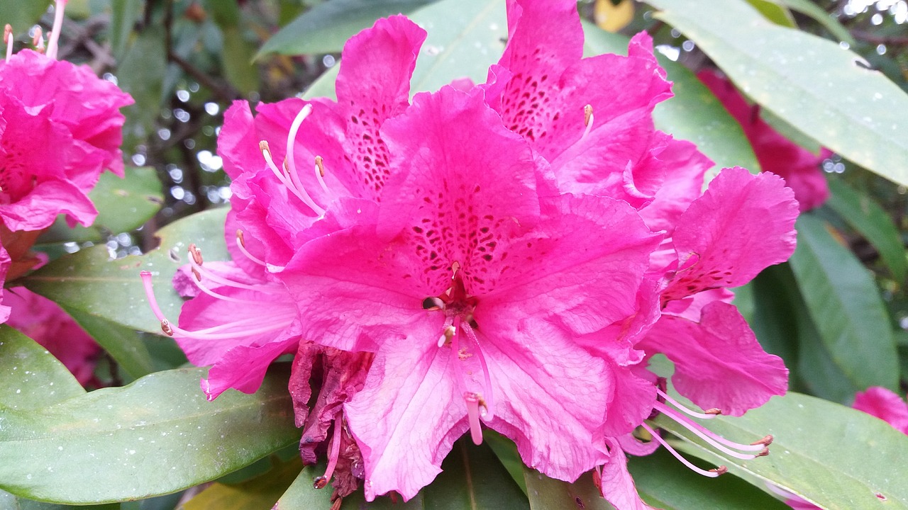 pink flower rhododendron detail free photo