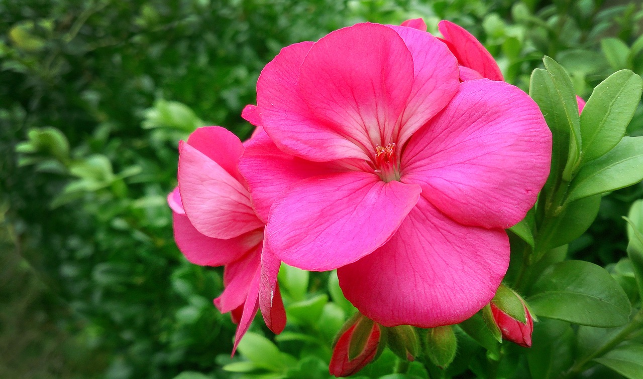 pink flower pink beautiful flower free photo