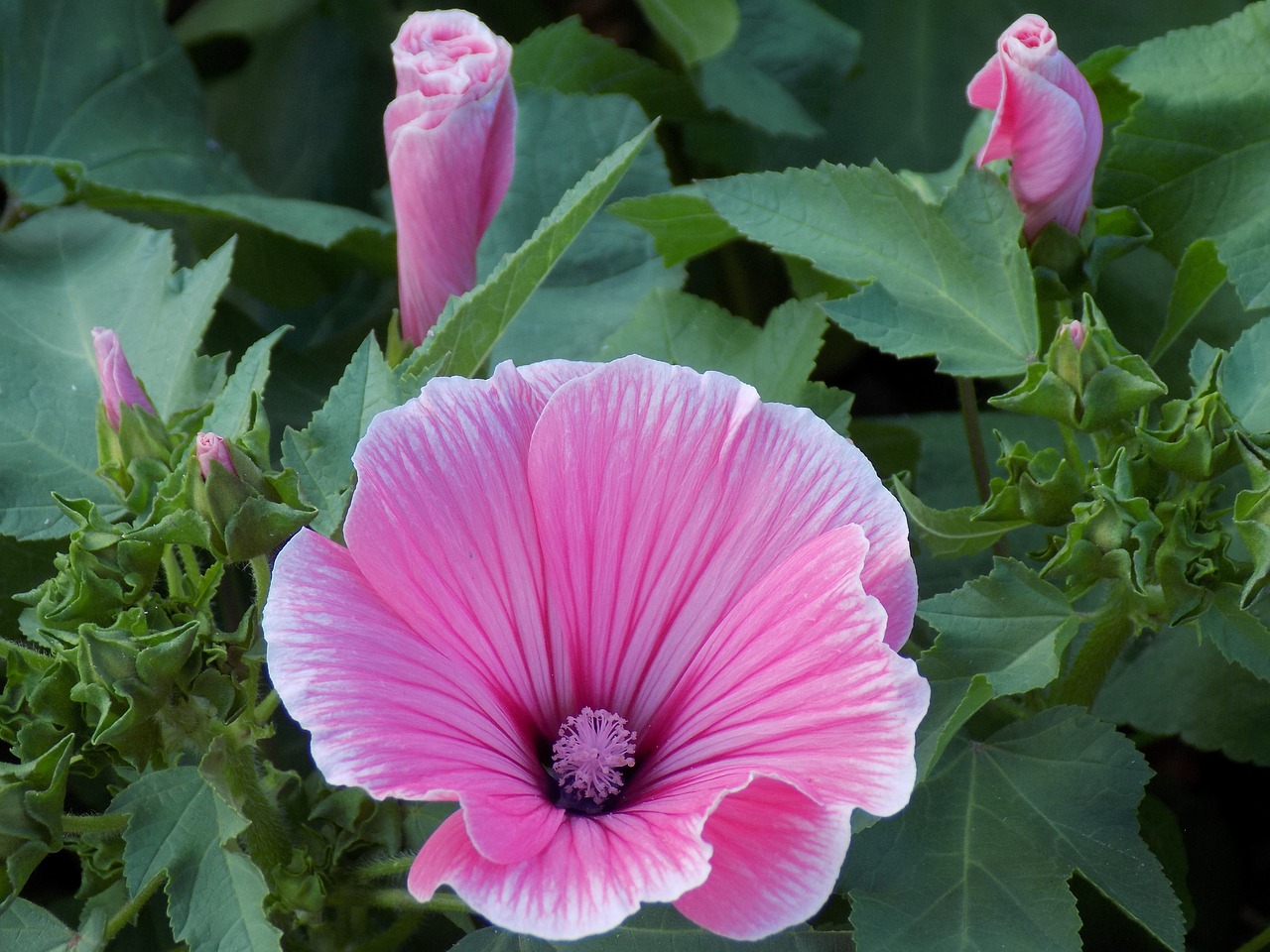 pink flower summer botanical garden free photo