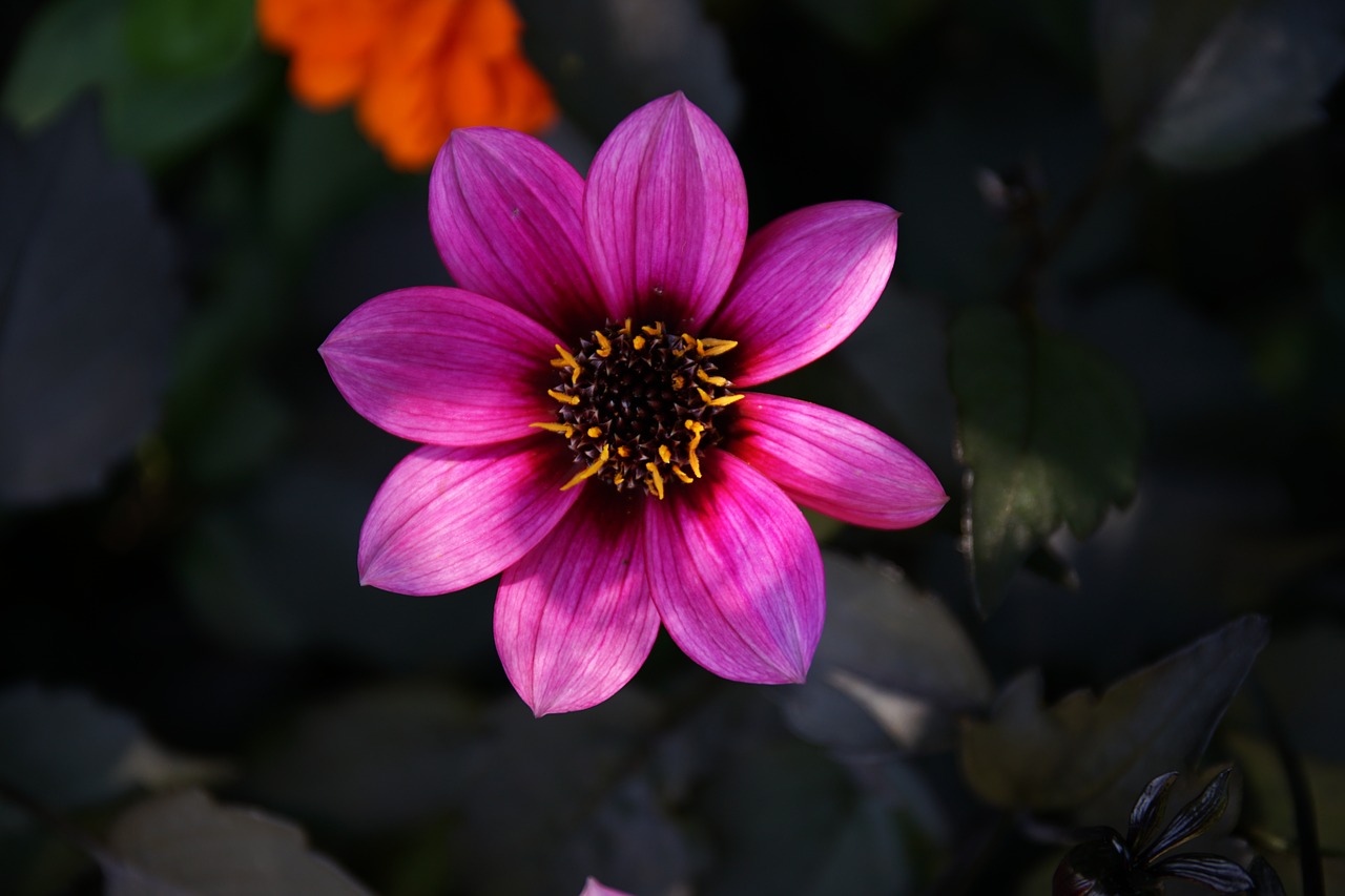 pink flower pink spring free photo