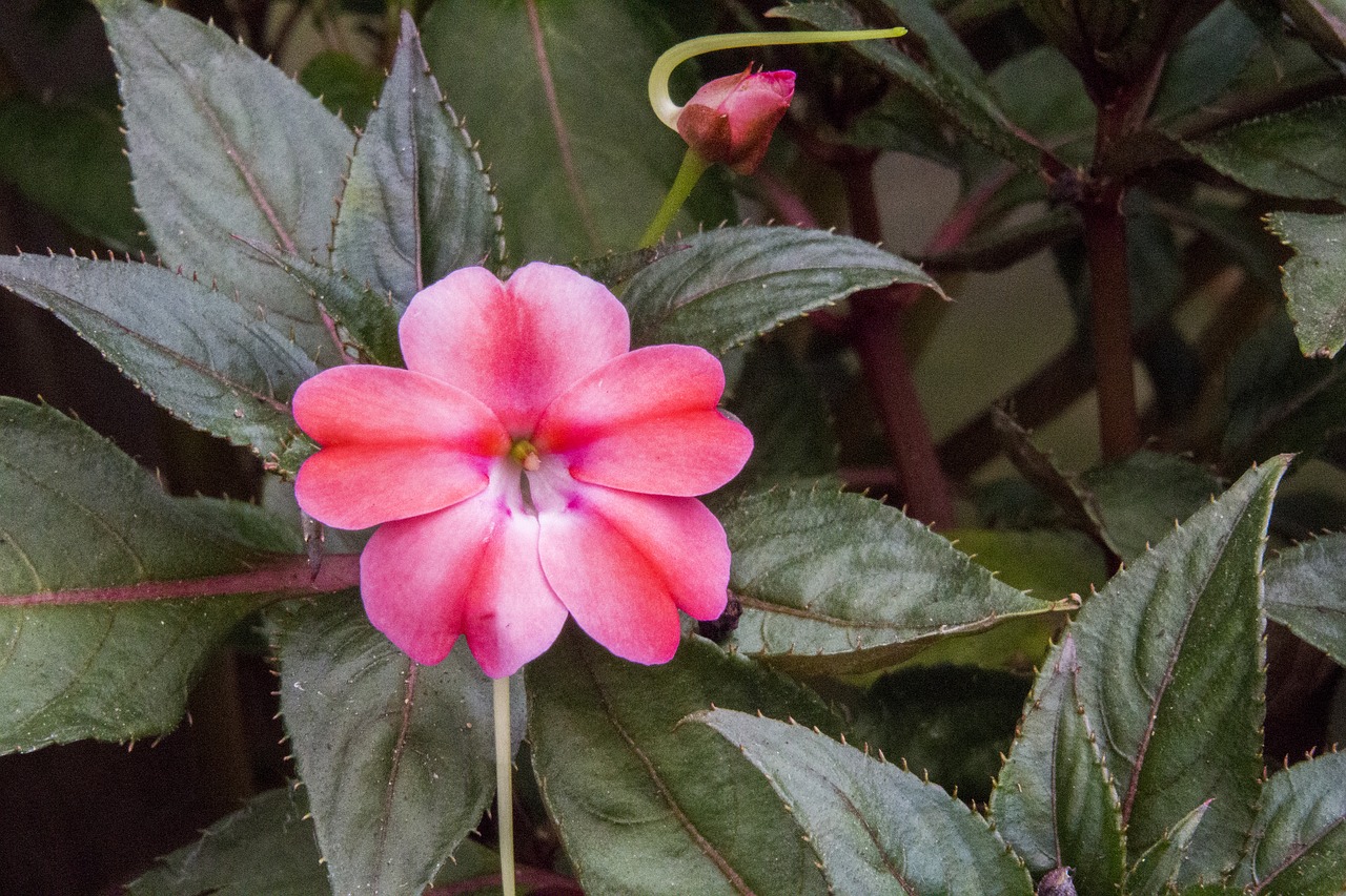 pink flower  mary-without-a-shame  exotic flower free photo