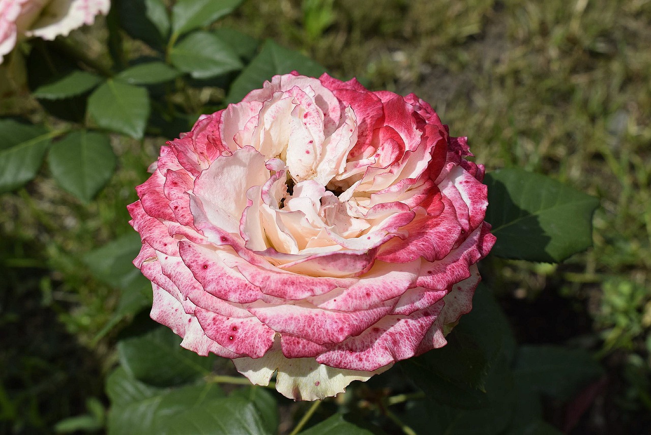 pink flower  pink rose  flower free photo