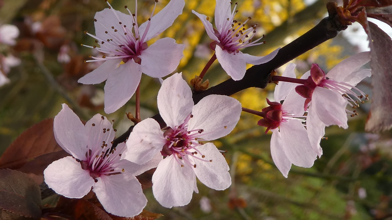 pink flower  blood plum  spring free photo