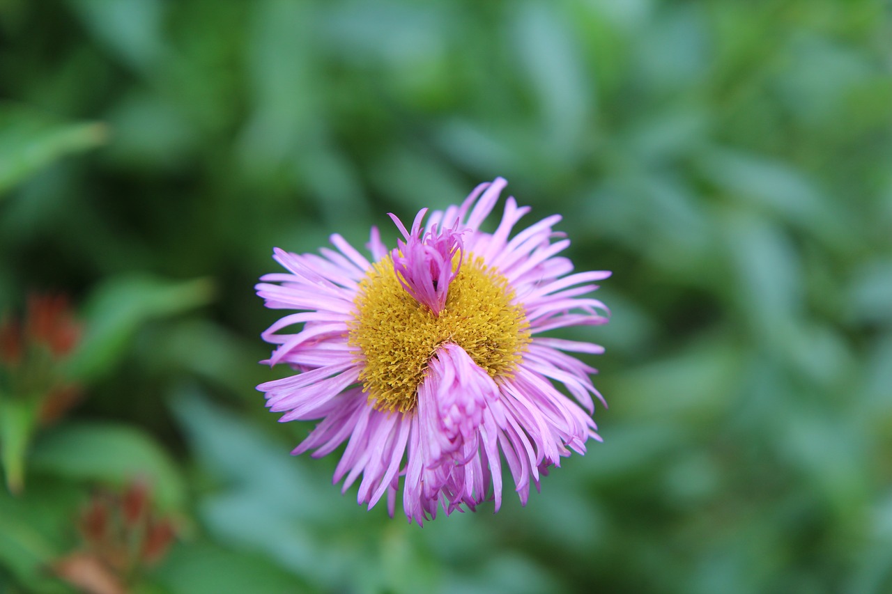 pink flower  fault floral  spring-flowering free photo