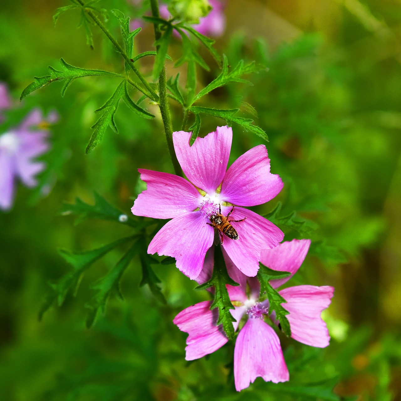 pink flower  plant  nature free photo