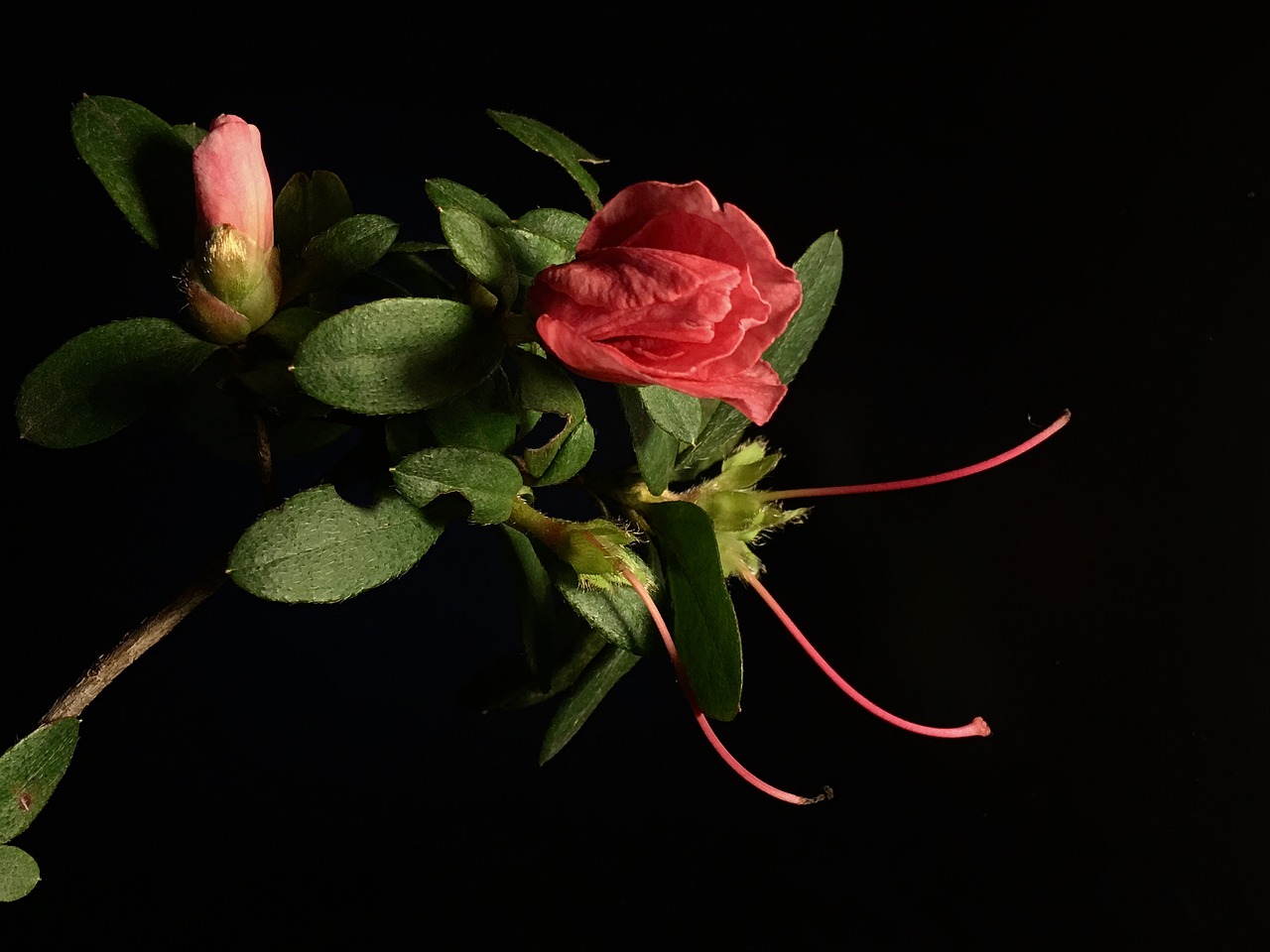 pink flower  leaves  flower free photo