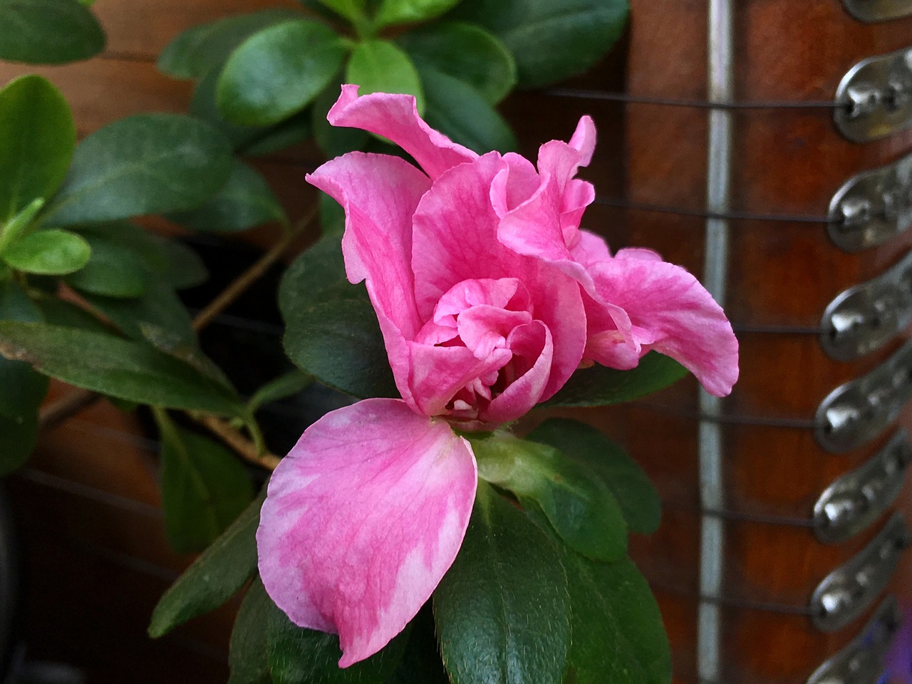 pink flower  ropes  rope free photo