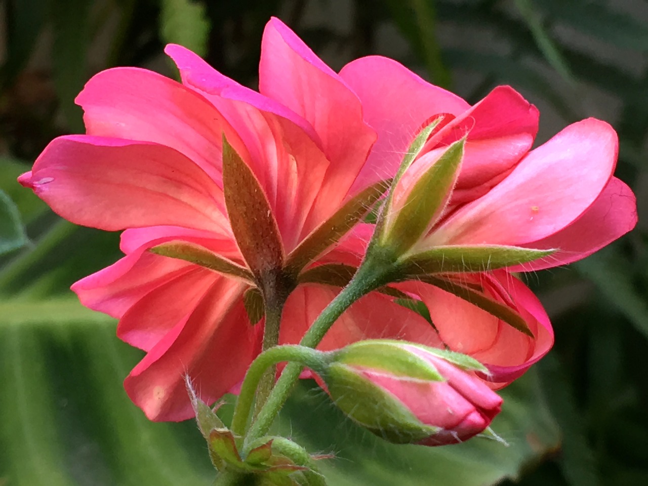 pink flower  chalice  plant free photo