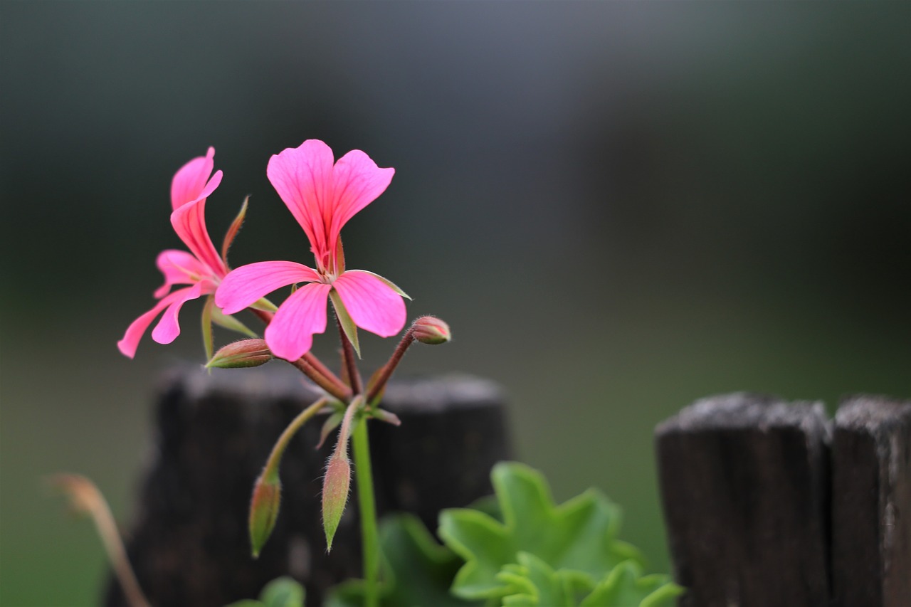 pink flower  pelargonium  plant free photo