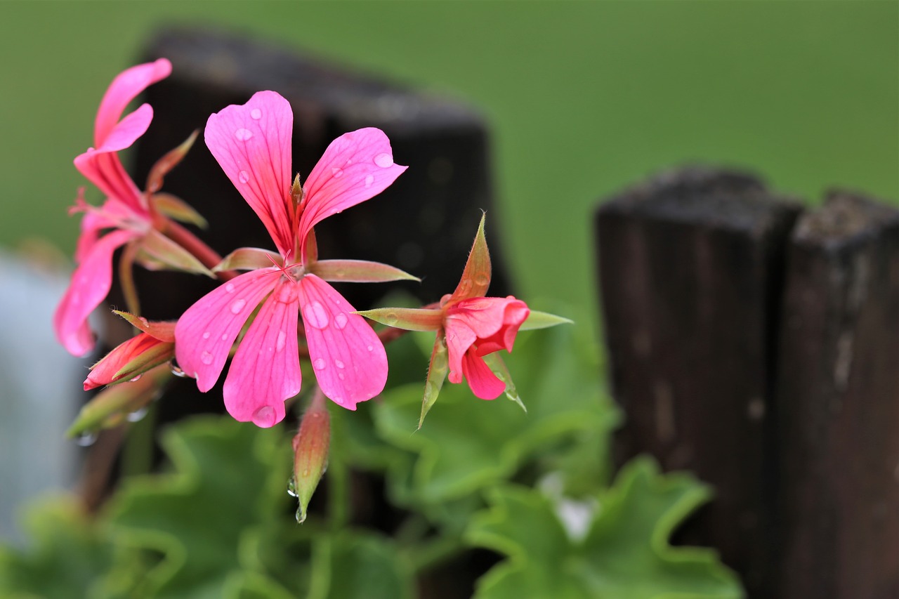 pink flower  pelargonium  after rain free photo