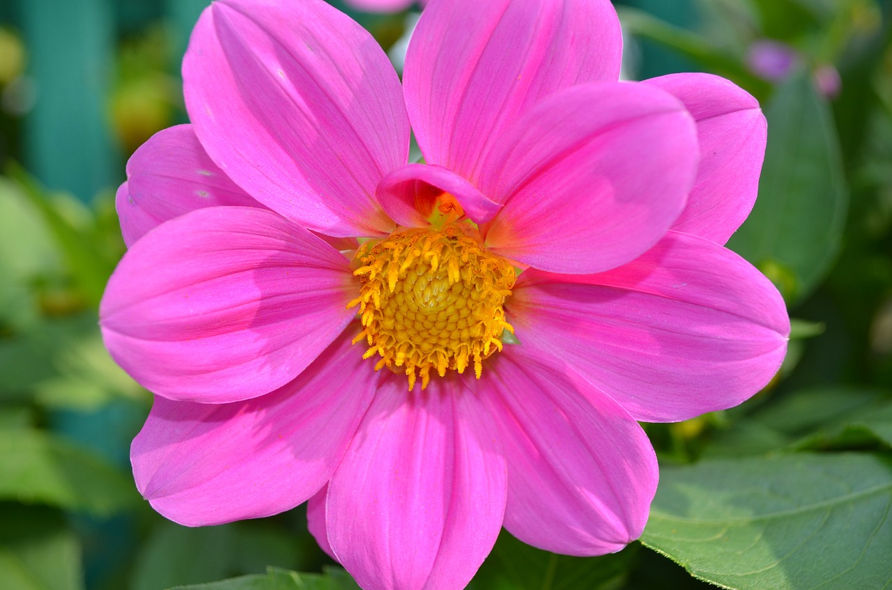 pink flower  dahlia  beauty free photo