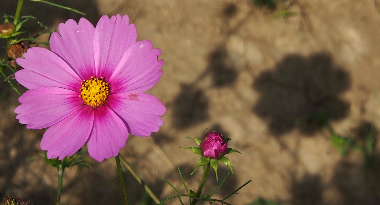 pink flower  silhouette  garden free photo