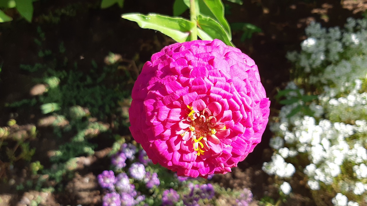 pink flower  pink flowers  pink free photo