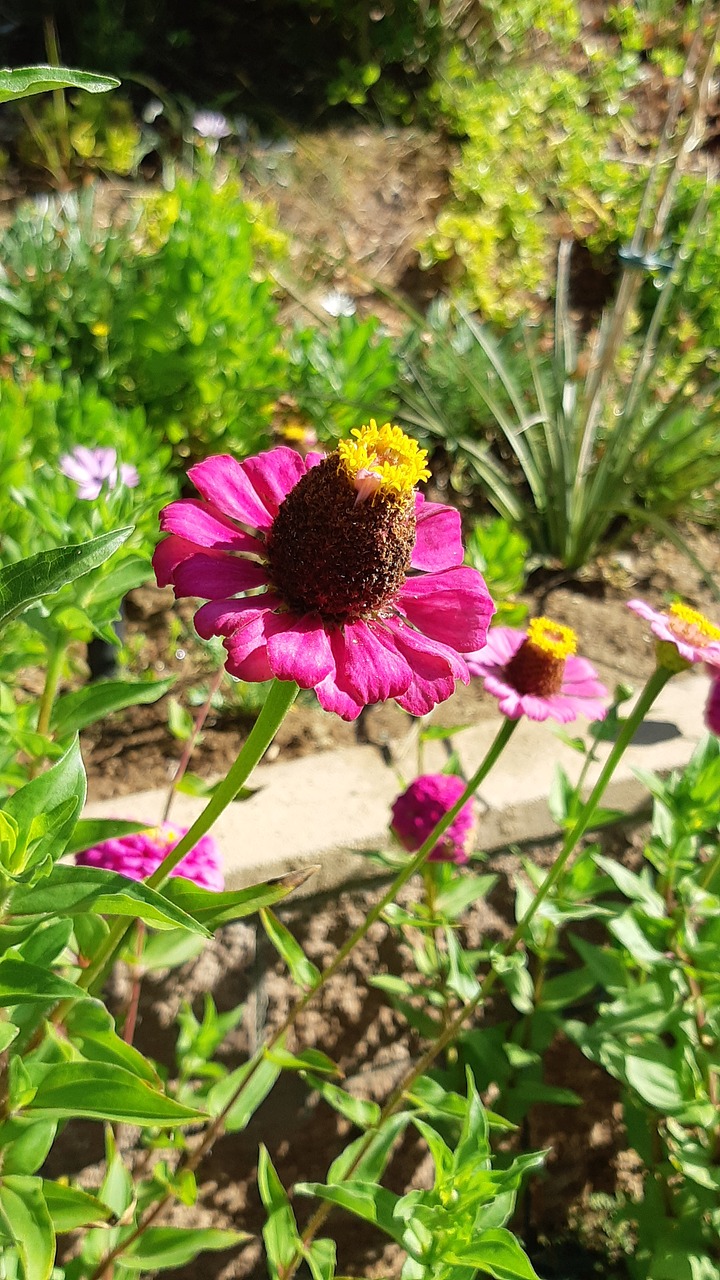 pink flower  pink  flowers free photo