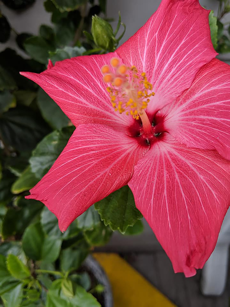 pink flower  flower  tropical flower free photo