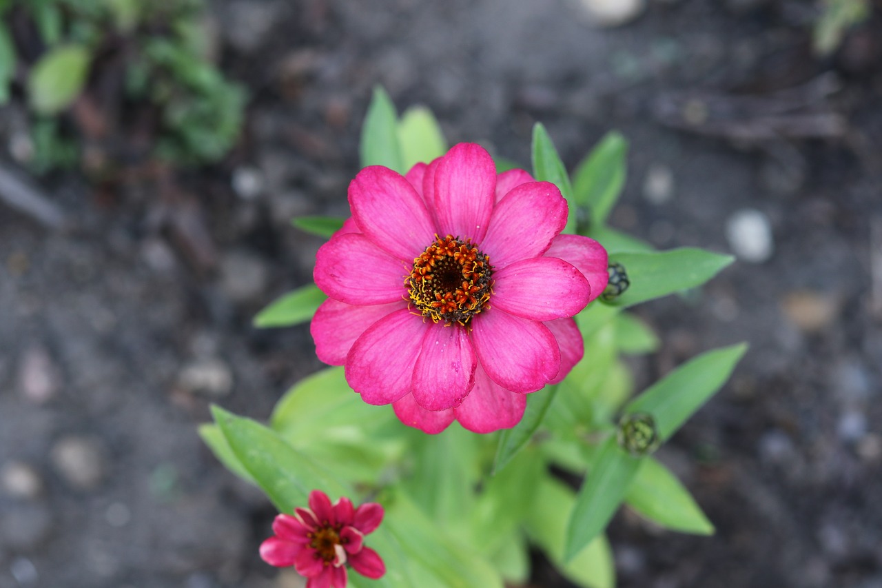 pink flower  petals  plant free photo