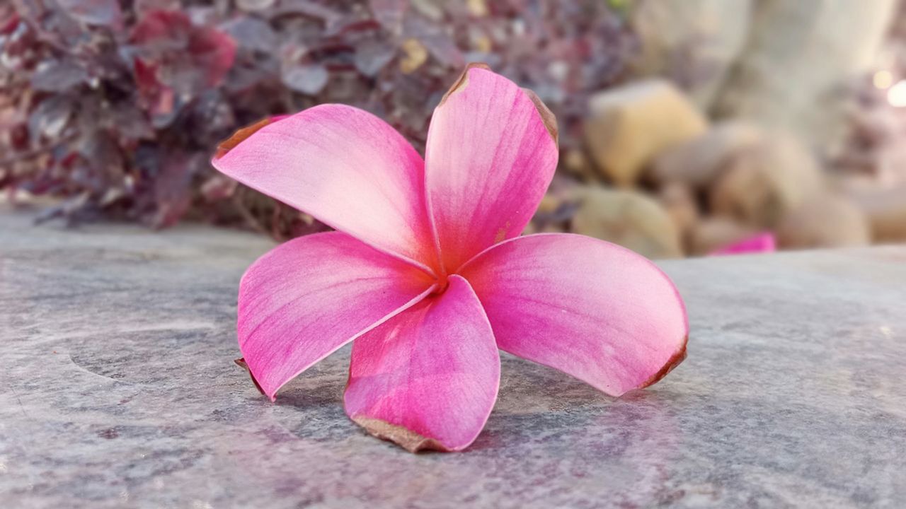 pink flower  beautiful flower  fl free photo