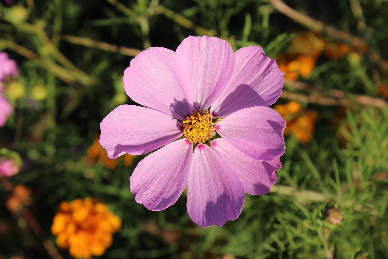 pink flower  krupnyj plan  cosmos free photo