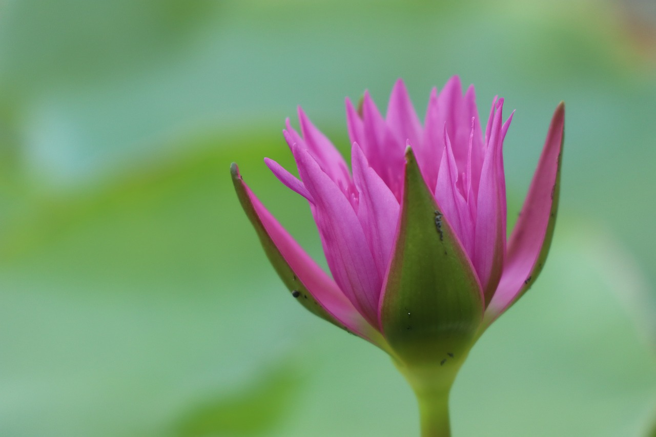 pink flower  lotus  waterlily free photo