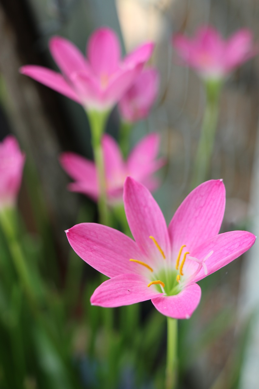 pink flower  nice  garden free photo