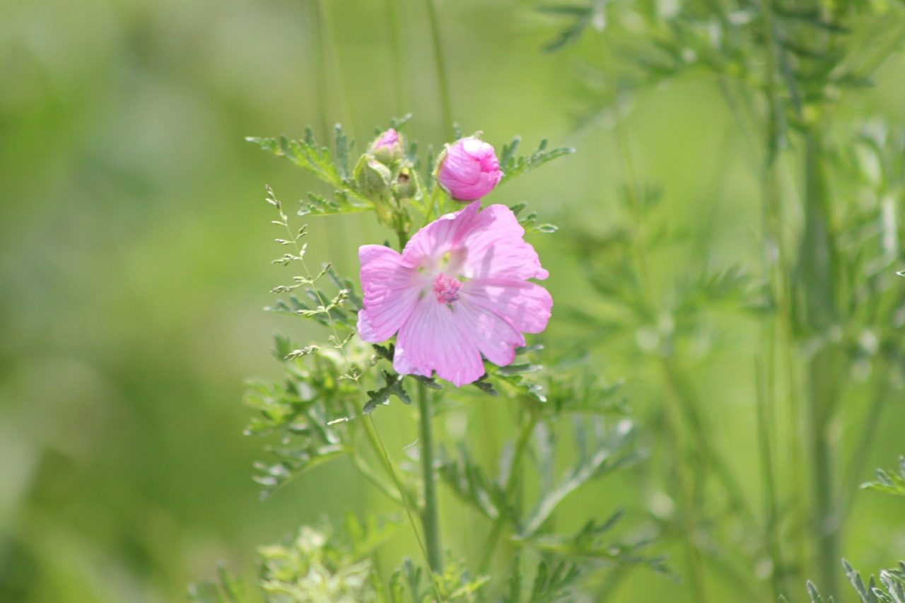 pink flower summer pink free photo