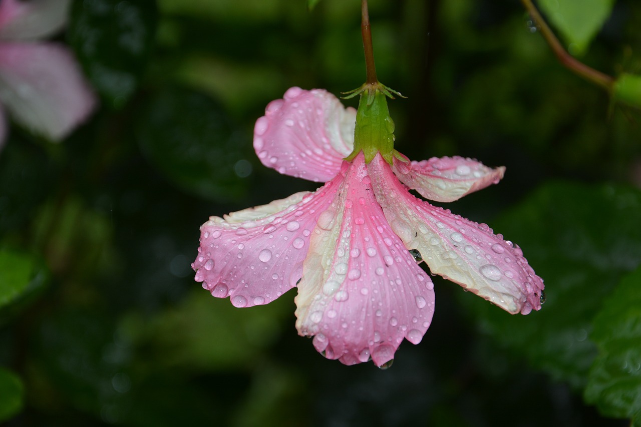 pink flower drop of water dewdrop free photo