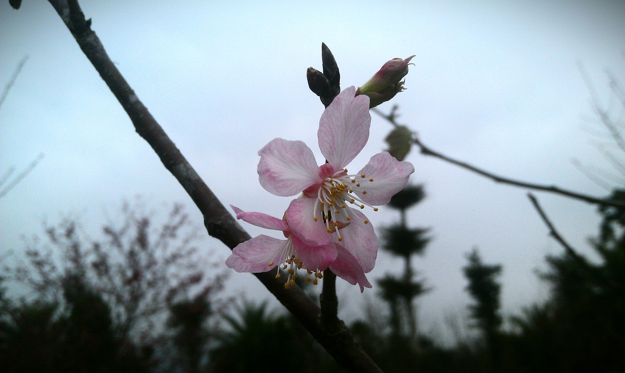 櫻 pink flower cherry blossoms flower free photo