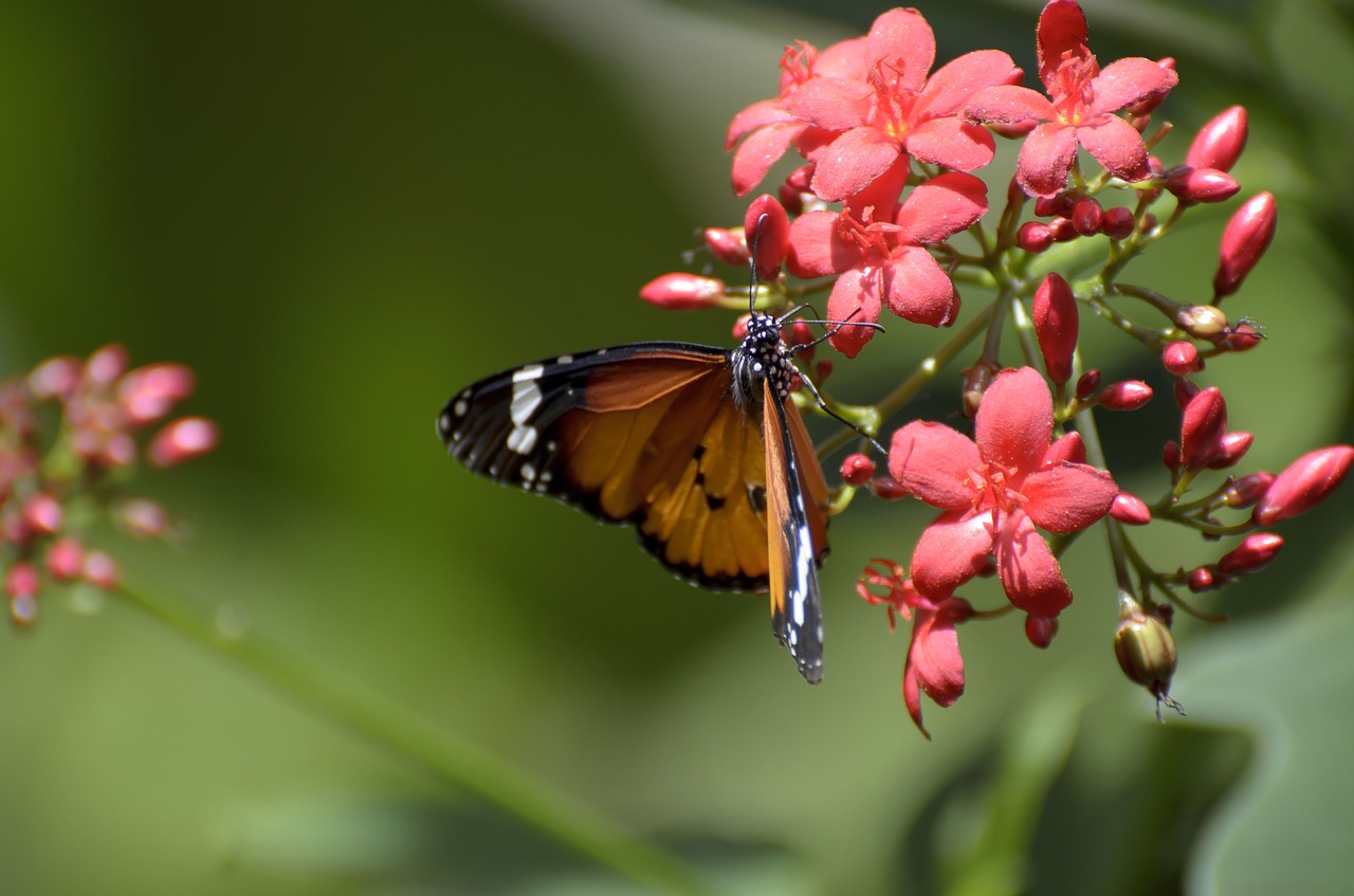 pink flower butterfly nature free photo