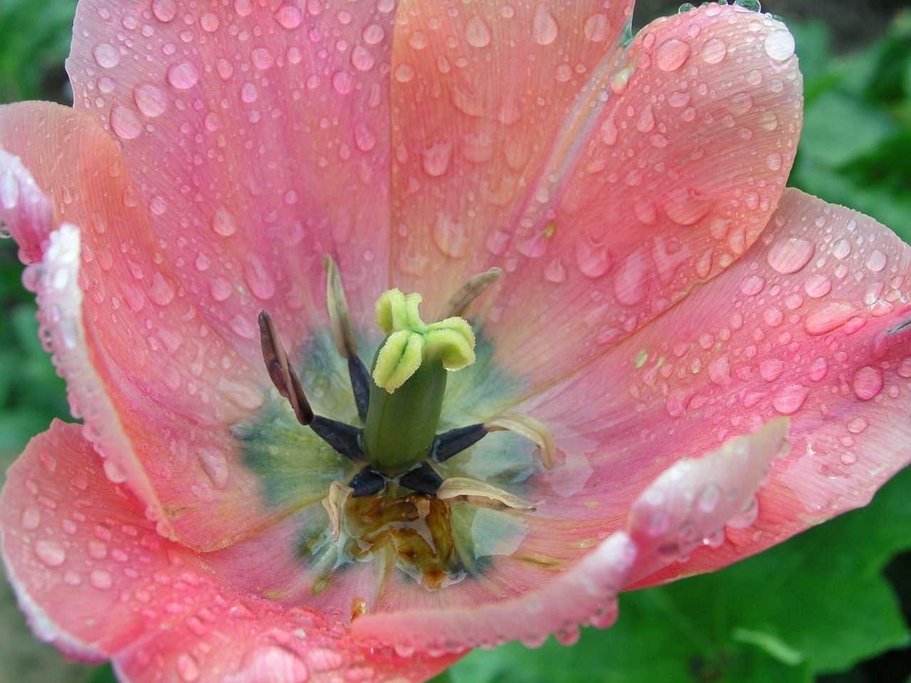 pink flower flower summer free photo