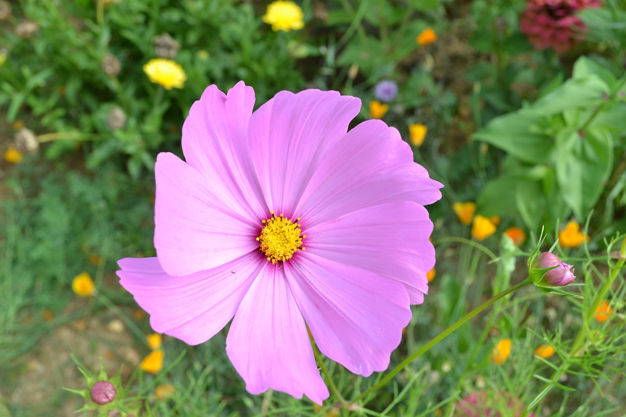 pink flower petal pink summer free photo