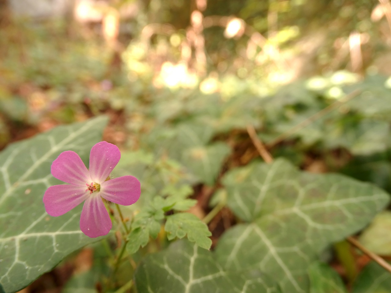 pink flower leaves forest free photo