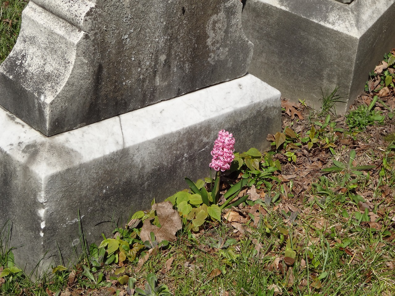 pink flower tombstone cemetery free photo