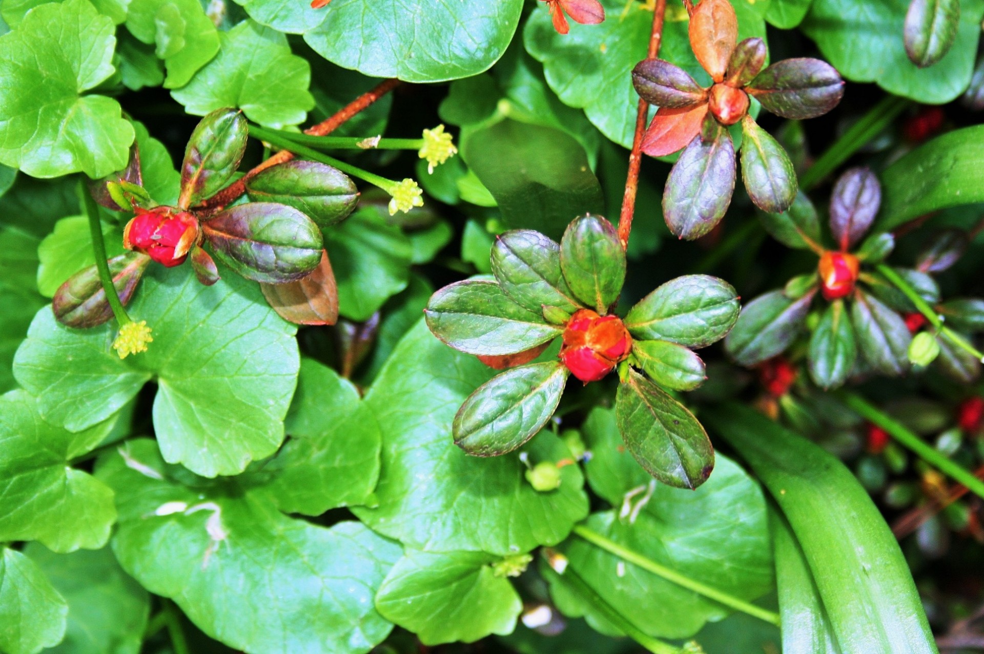 flowers buds pink free photo