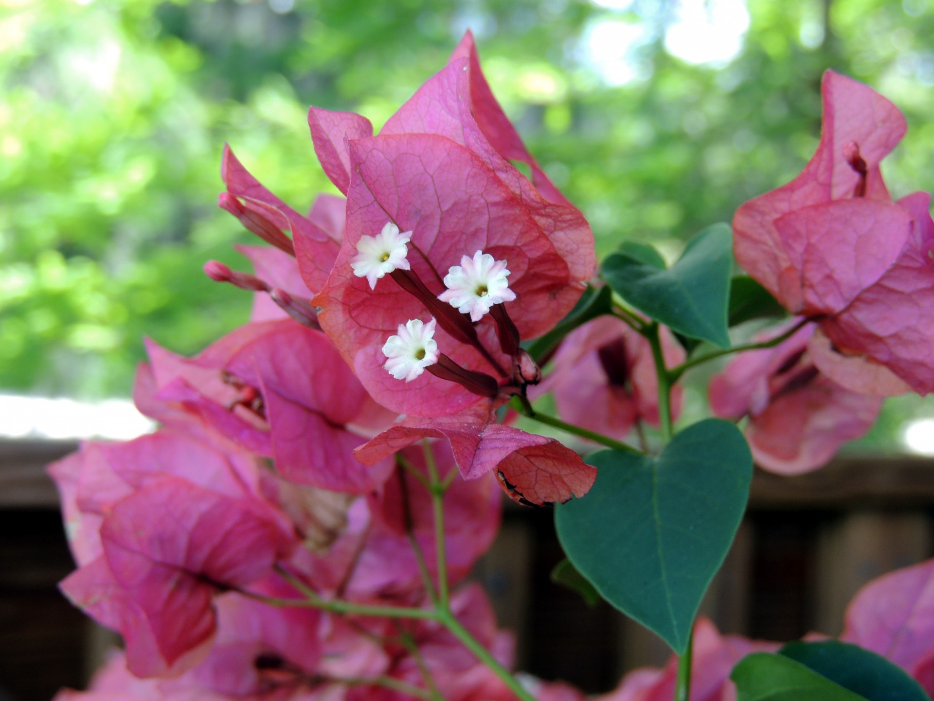 pink flower bush free photo