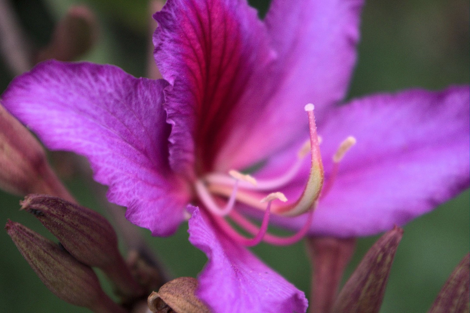 pink flower close-up tree free photo