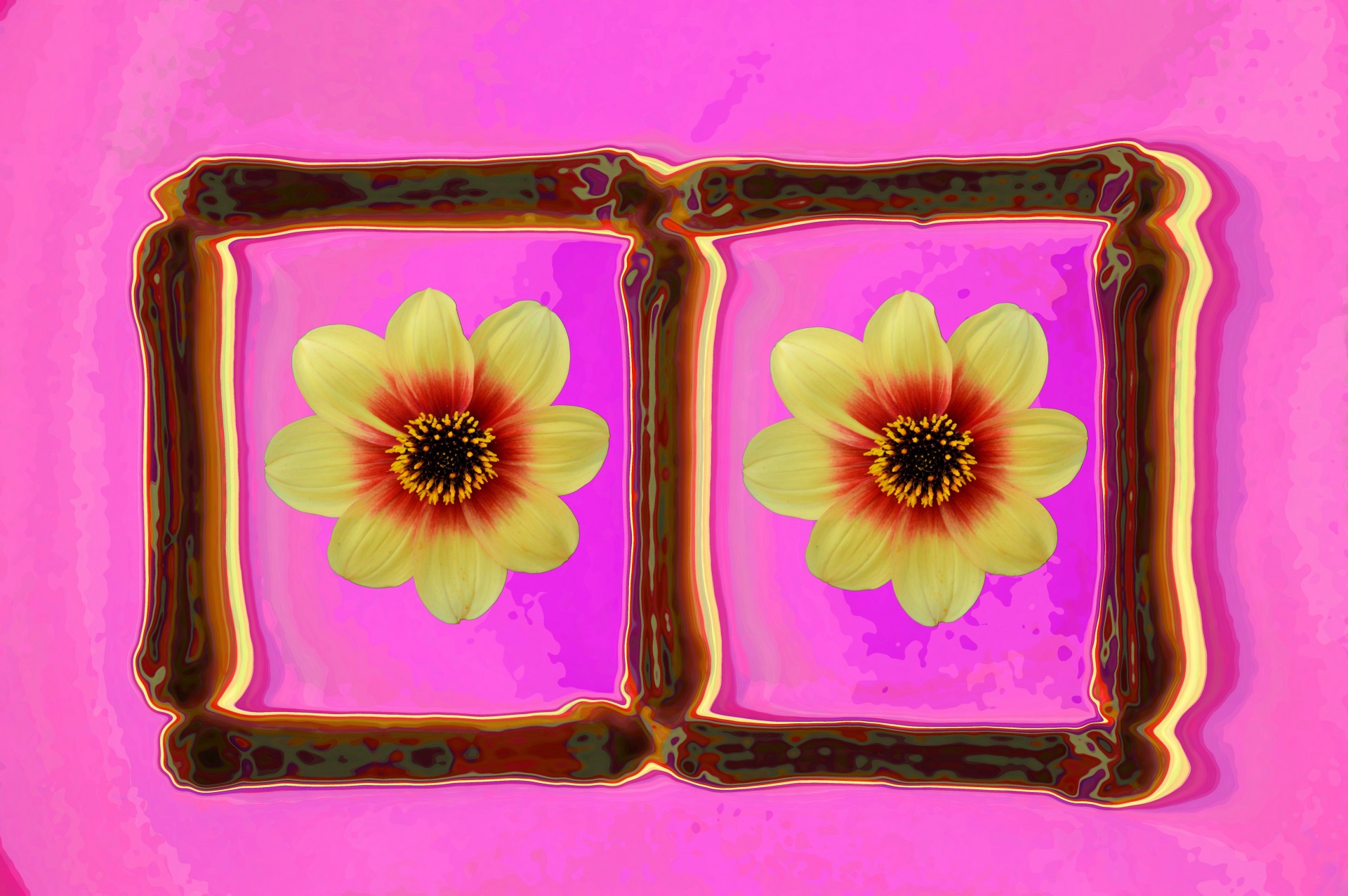 flowers yellow photo frame free photo