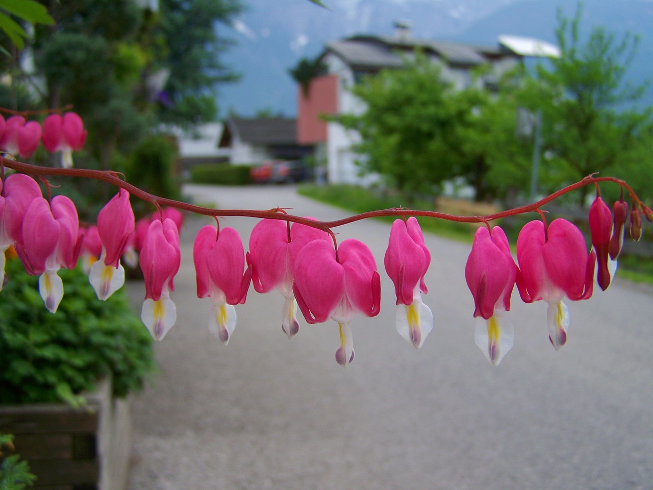 pink flower heart garden spring flower free photo