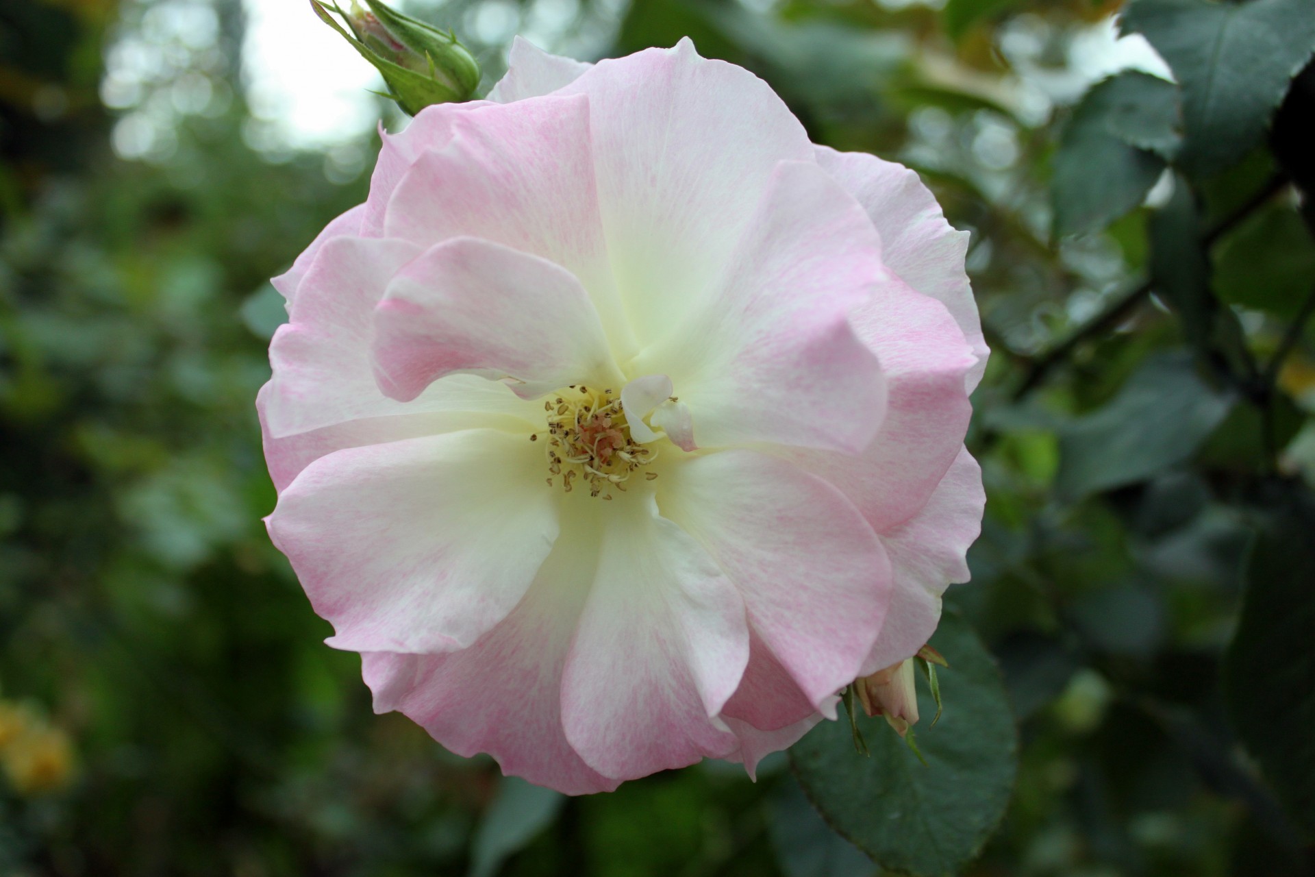 pink flower blossom free photo