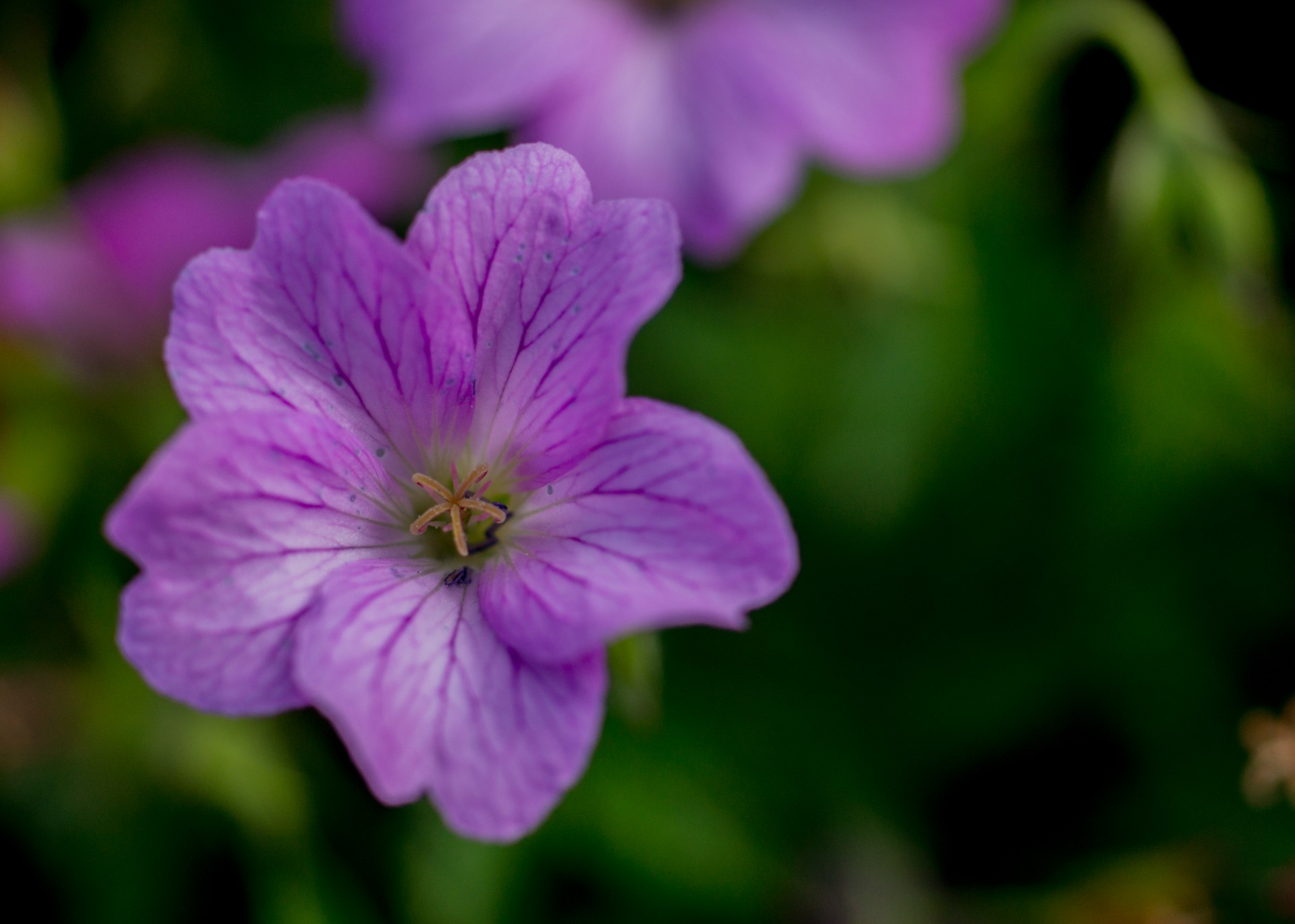 pink f flower macro photography free photo