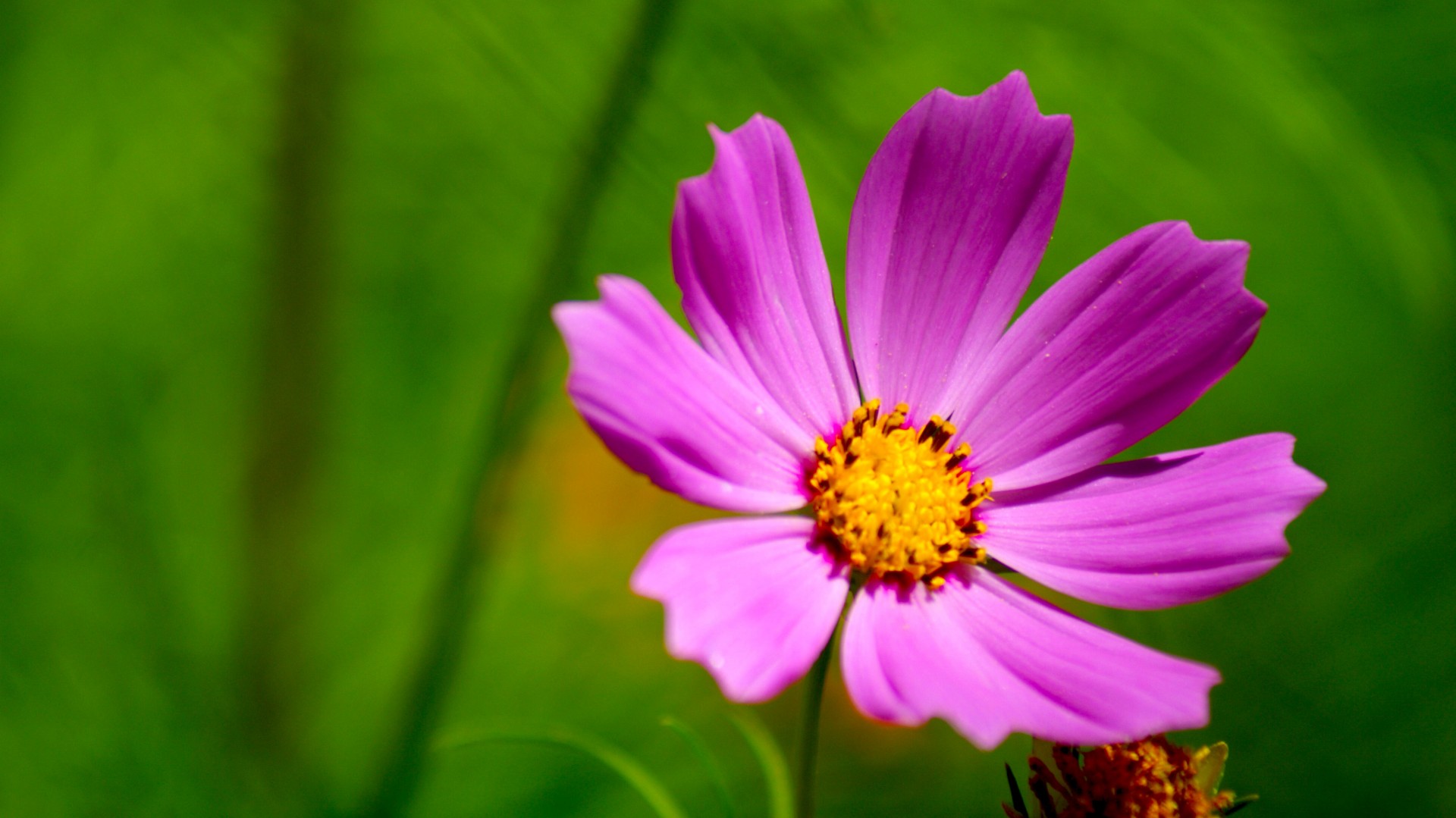 pink flower macro free photo